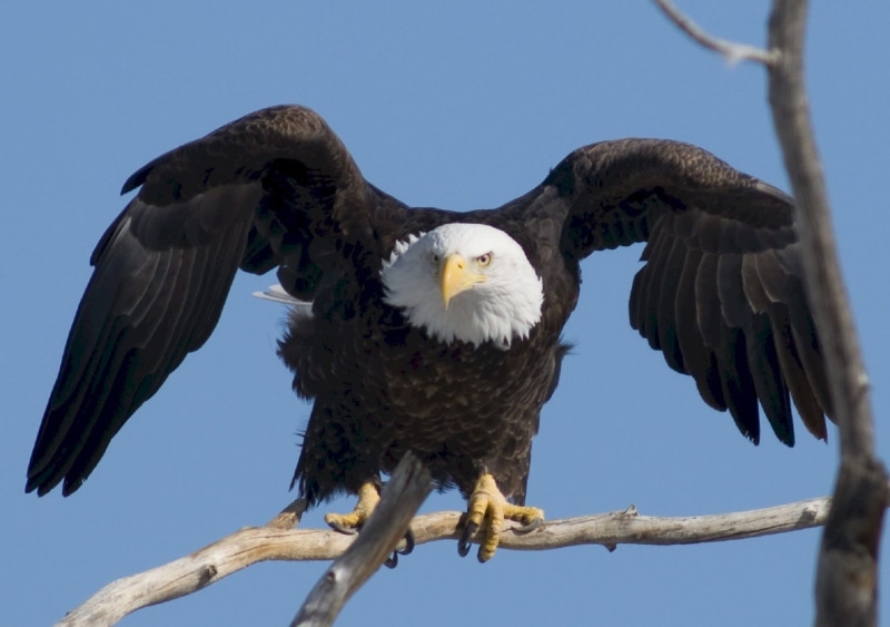 spread, eagle - bird, trunk, majestic, bald, perched, branch, low angle view, animal wildlife, one animal, 1080P, animal, vertebrate, perching, symbol