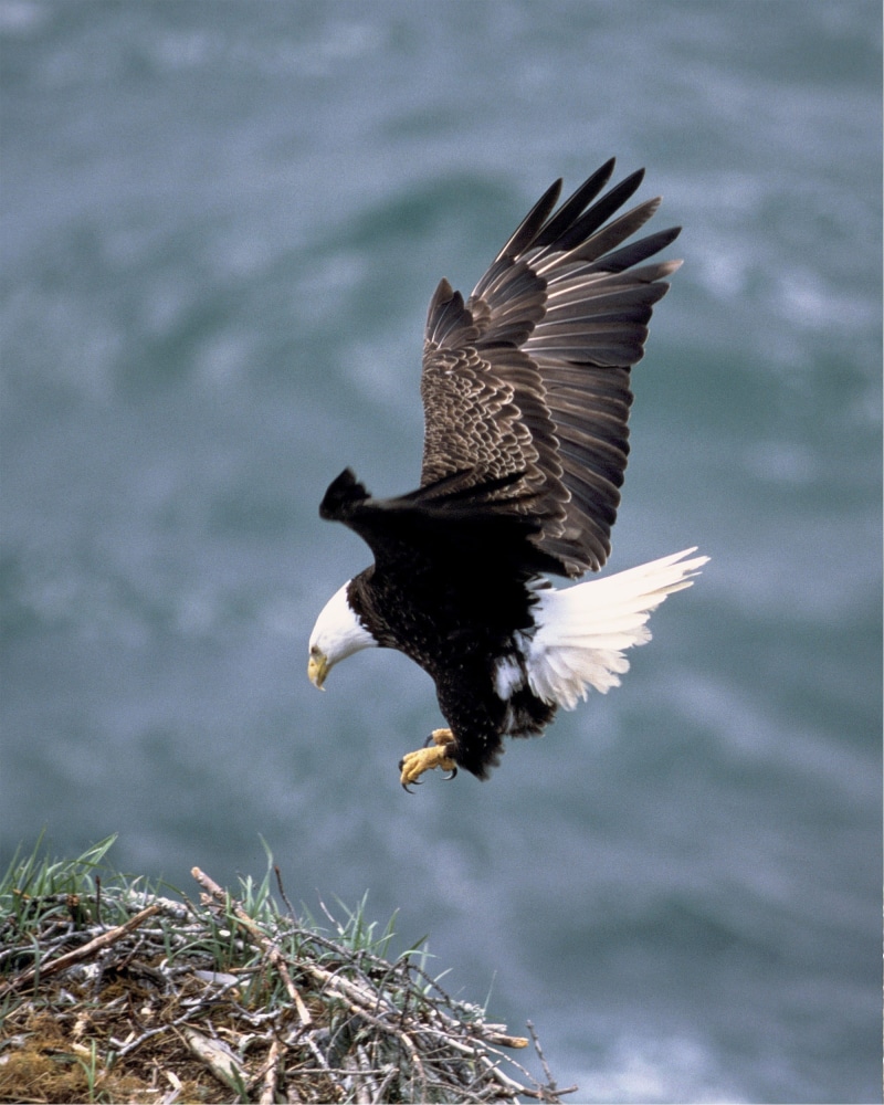 motion, focus on foreground, nest, usfws, mid-air, haliaeetus leucocephalus, mouth open, predator, prey, spread wings, beak, eagle - bird, animals in the wild