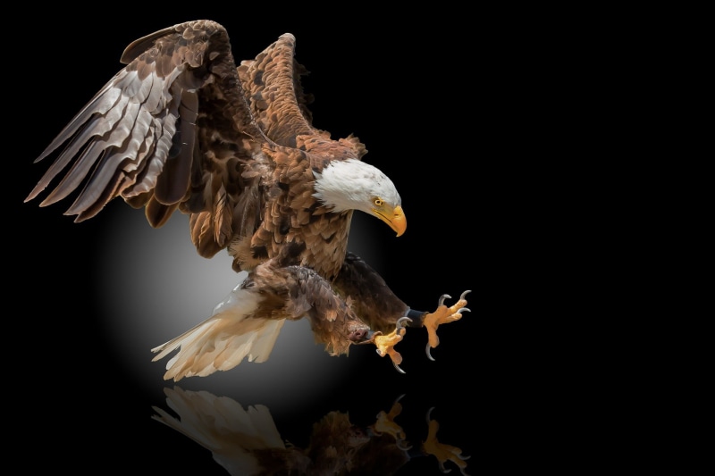 1080P, black background, bald eagle, Orlan, eagle, bird
