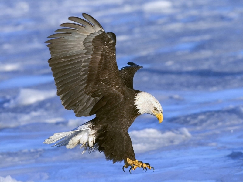 attack, wings, animal wing, motion, spread wings, bird, sea, animal wildlife, birds, eagle - bird, flying, animal themes, vertebrate, outdoors, animals in the wild
