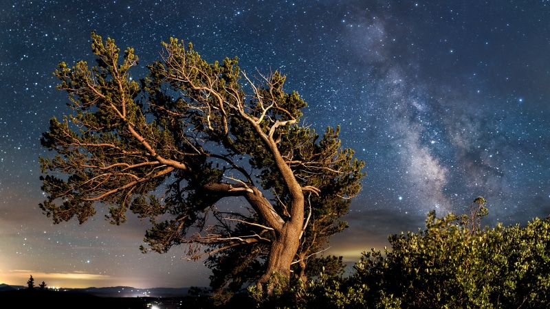 Wallpaper ID: 607950 / bristlecone pine, light painting, Bristlecone ...