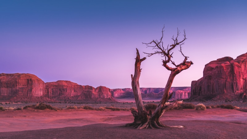 badlands, climate, 4K, rock formation, tree, arid climate, tranquility, dry tree, beauty in nature, travel, physical geography, travel destinations, rock - object