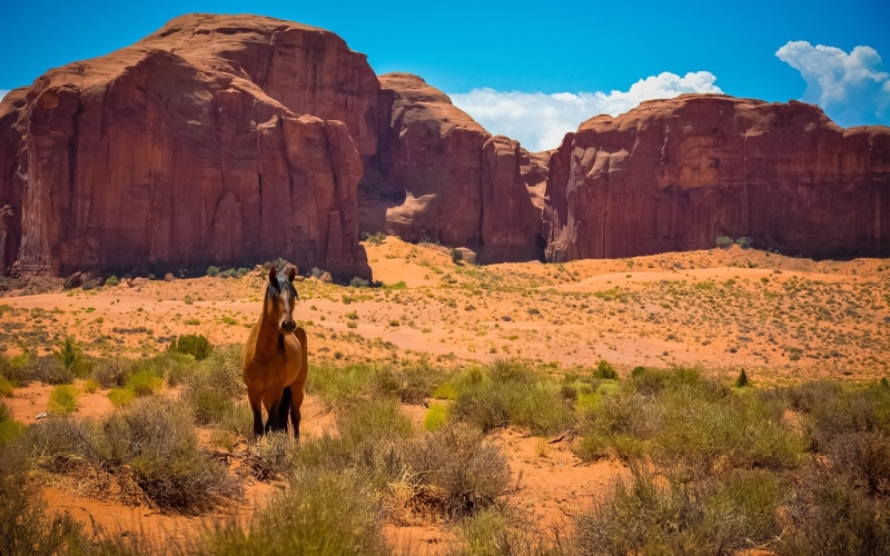 Monument, Valley, Arizona, USA, 1080P, Utah, Desert, Horse