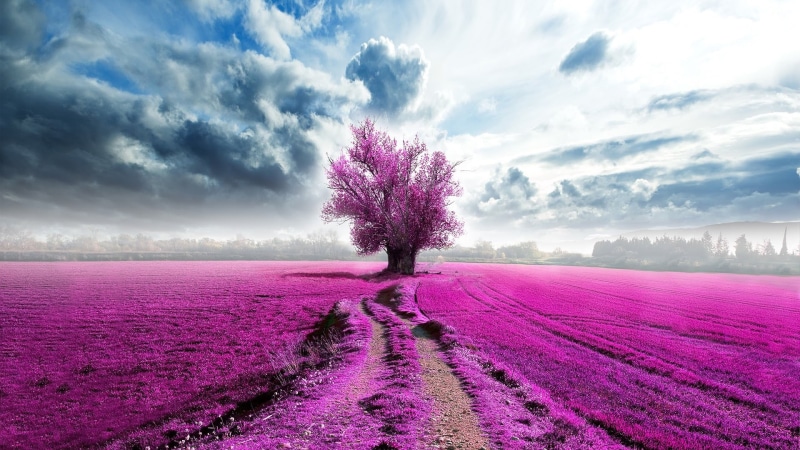 hill, landscaped, multi Colored, landscape, beauty In Nature, flower Head, plantation, no People, plant, leaf, scenics, lavender, provence-Alpes-Cote dAzur