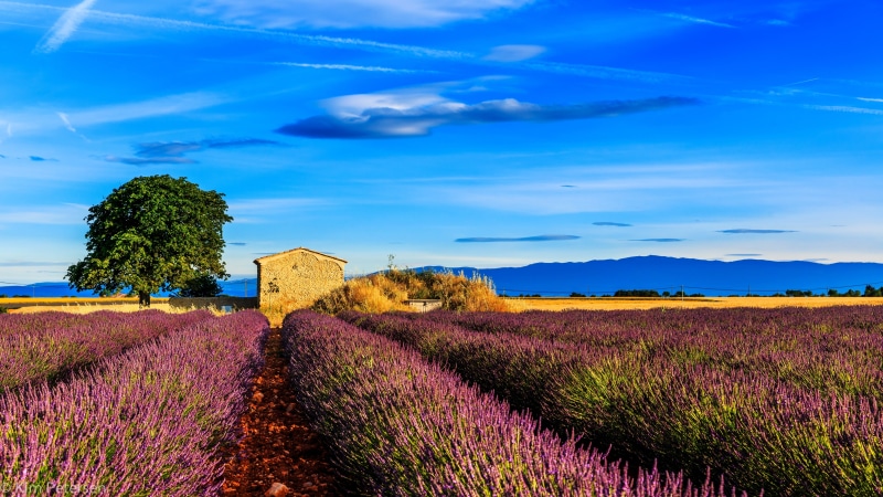 cultivated, autumn, tree, no People, field, gordes, lavender, harvesting, tuscany, sunlight, provence, nature, hill, agriculture, summer, vine, scenics