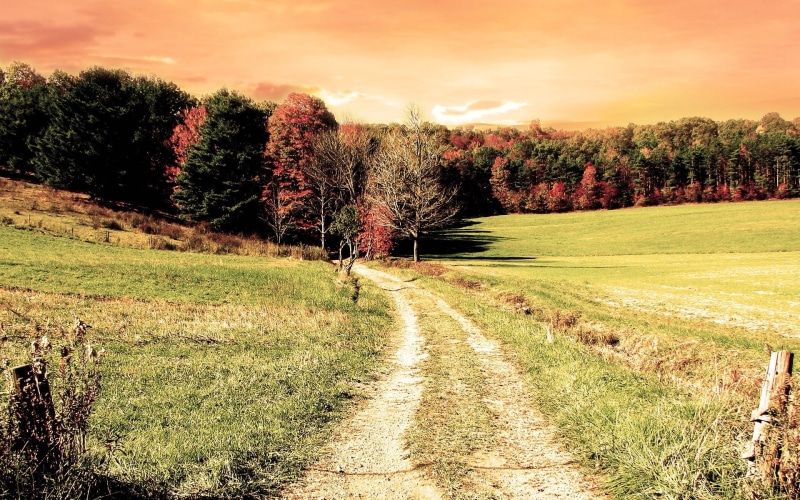 wood, landscape, travel, sunrise - Dawn, pasture, mountain, plant, sunlight, summer, hill, direction, 1080P, nature, landscaped, square, green Color, lighting Technique