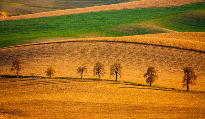 italy, italian Culture, road, chianti Region, lighting Technique, no People, wildlife, autumn, hill, color Image, outdoors, czech, farm, fall, treeline