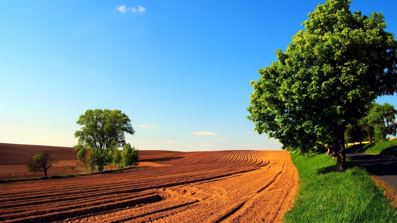 sunny, tranquility, crop, season, summer, day, blue, growth, sky, italy, italian Culture, rural Scene, grass, plant, arable land, green Color, landscape