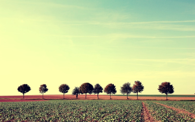 green Color, field, 2K, sunlight, leaf, in A Row, treelined, europe, yellow, trees, flowerbed, autumn, no People, plant, non-Urban Scene, lighting Technique