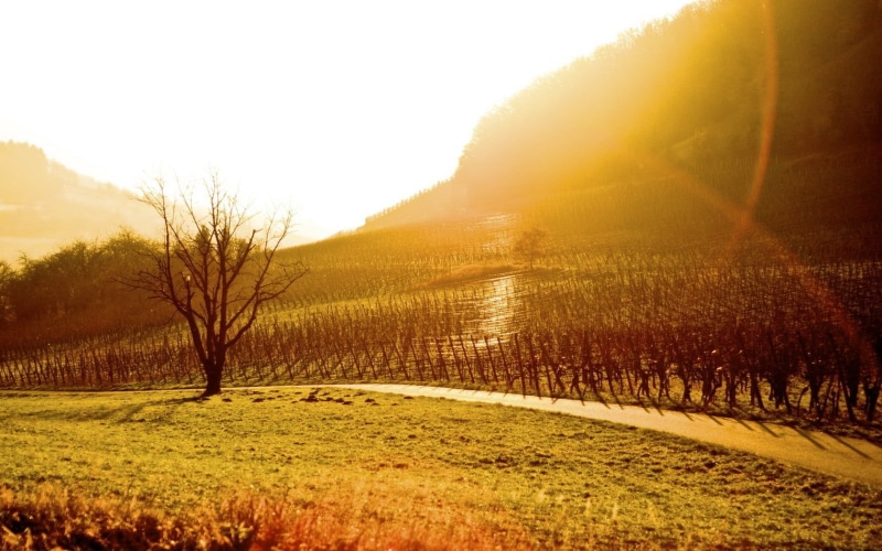 landscape, travel, mountain, meadow, farm, tranquil scene, road, tuscany, day, forest, rural Scene, sun, scenics, hill, square, plantation, patches of light