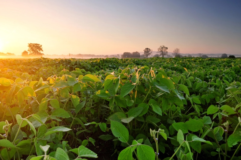 morning, plantation, field, Soybean, soy, fog, dawn, 4K