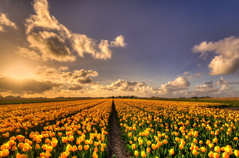 Europe, springtime, outdoors, Netherlands, nature, blue, skies, field, beauty In Nature, flowers, Garden, 5K, D750, yellow, 35mm, rural Scene, sunflower