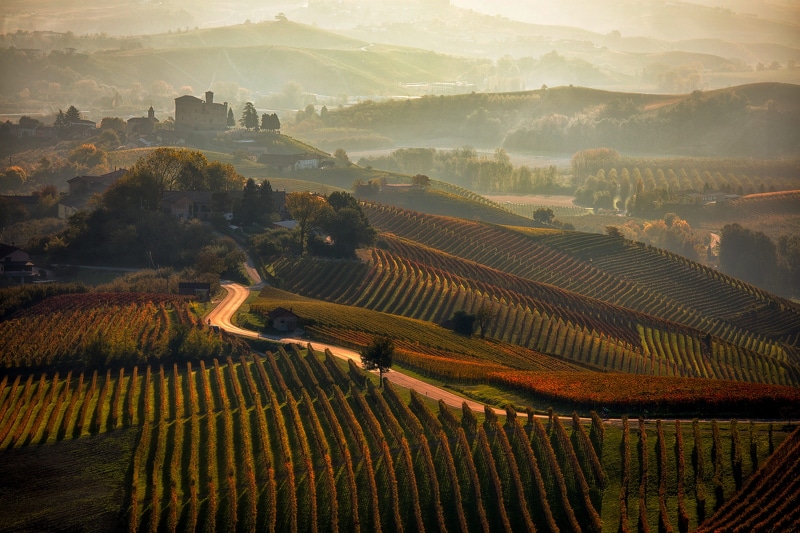 field, vineyard, growth, overview, beauty in nature, farm, plantation, agriculture, scenics - nature, wine, italy, environment, city, sunlight, leaves