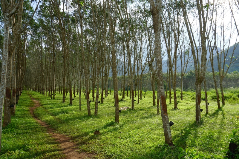 plantation, forest, non-urban scene, no people, tree, rubber, grass, beauty in nature, growth, woodland, outdoors, tree trunk, trunk, tranquil scene, rubber tree