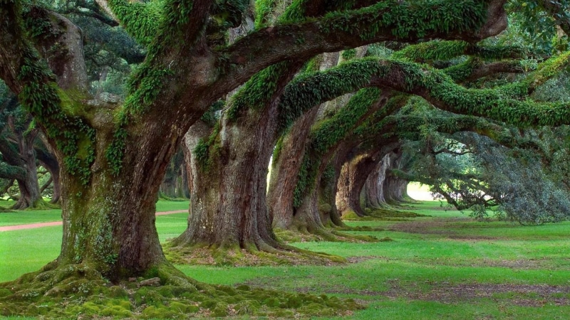 nature, oaks, oak trees, live, 1080P, plantation, 3d and abstract, oak, trees, alley