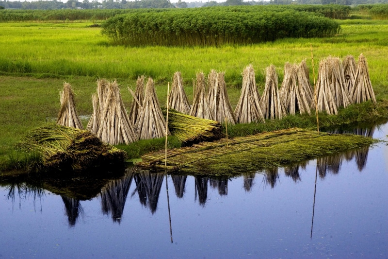 green color, tranquil scene, grass, plant, village, day, wooden post, jute, land, growth, agriculture, tree, 2K, nature, no people, bangladesh, lake, reflection