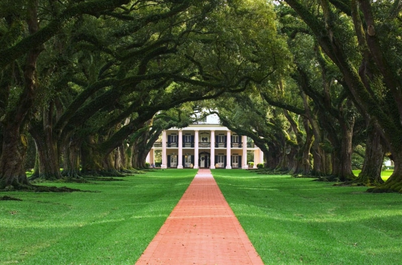 wealth, alley, plantation, oak, oaks, animals, driveway, estate, 1080P