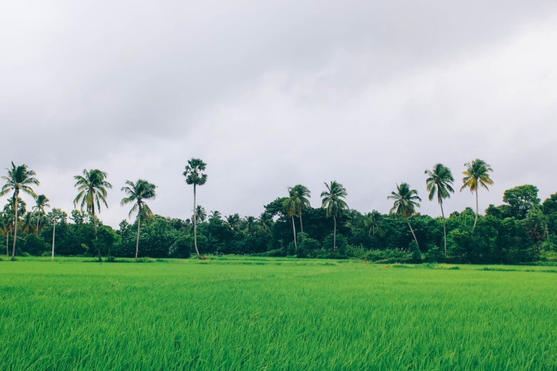 tranquil scene, field, 5K, godsowncountry, scenics - nature, environment, outdoors, plantation, tropical climate, no people, agriculture, cocunut, country