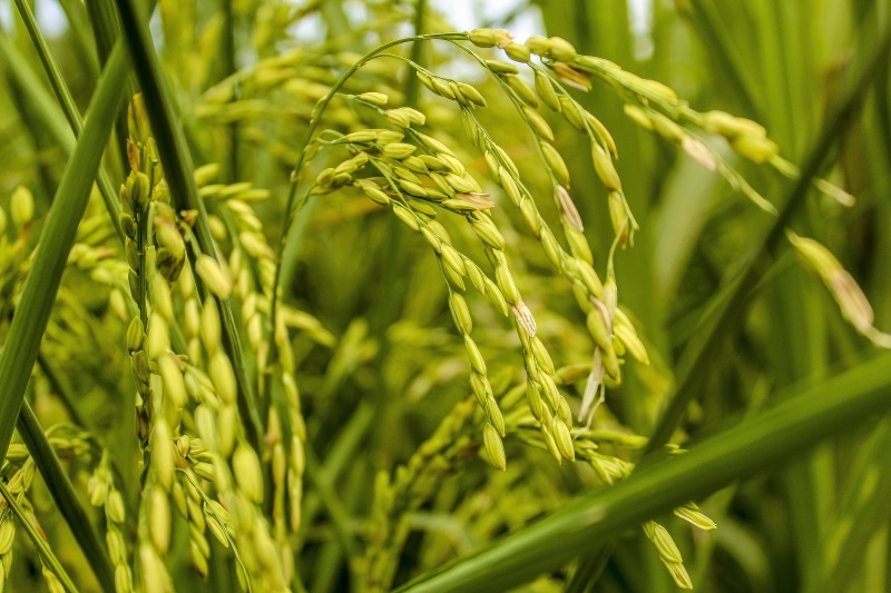 photography, plant, africa, agriculture, outdoors, food, cultivation, 5K, land, landscape, east, growth, day, beauty in nature, close-up, rice - cereal plant