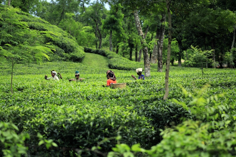 occupation, real people, farmer, outdoors, bangladesh, tree, working, agriculture, land, nature, day, tea crop, 5K, tea, beauty in nature, crop, field