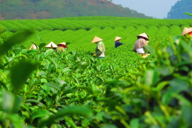 people, time, green color, vietnam, occupation, picking, mộc châu, agriculture, selective focus, plant, rural scene, 2K, workers, growth, nature, crop