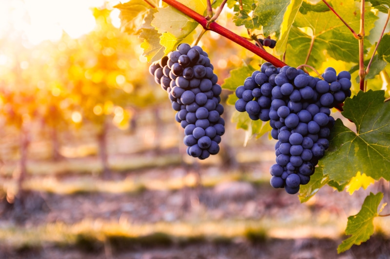 plant, organic, healthy eating, 4K, food and drink, fruit, leaf, red grape, outdoors, winemaking, bunch, food, no people, vineyard, grapes, rural scene