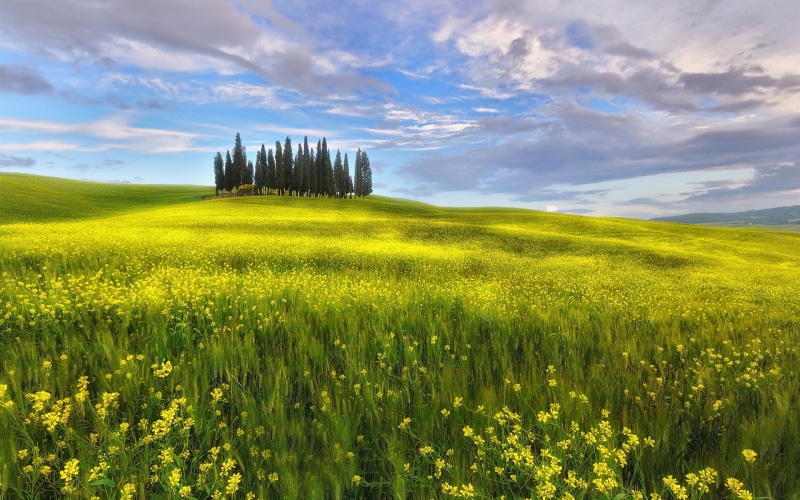 Rapeseed, Tuscany, Italy, Spring, Flowers, Sky, Clouds, 1080P, Fields