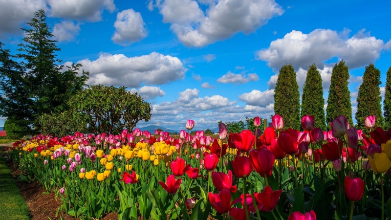 Tulips, Many, Flowers, 1080P, Sky, Field, Trees, Clouds