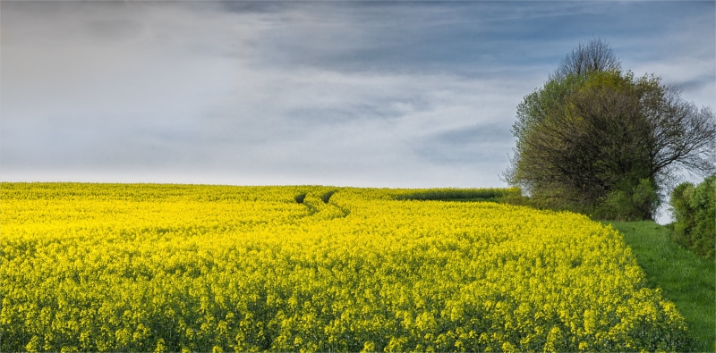 sky, near, 4K, oilseed Rape, springtime, Rapeseed, outdoors, summer, plant, yellow, canola, rape, Raps, Explore, gelb, landscape, tree, crop, flower, Natur