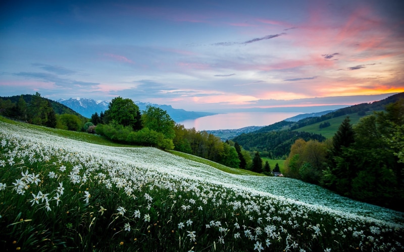 plant, 1080P, green color, grass, mountains, field, tranquility, petaled, sky, trees, sunset, beauty in nature, sea, bay, mountain, landscape, non-urban scene