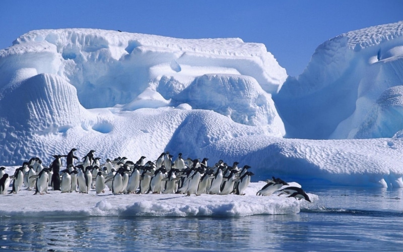 tranquil scene, 720P, cold temperature, animals in the wild, outdoors, sea, frozen, blue, no people, water, iceberg, snow, snowcapped mountain, floral
