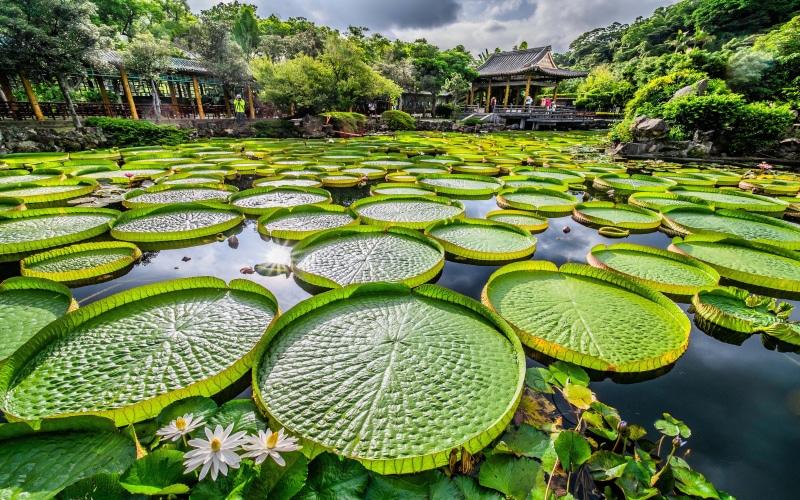 phones, desktop, located, garden, district, mobile, taiwan, lily, tranquility, plant, 5K, taipei, beauty in nature, nature, road, green color, water, growth