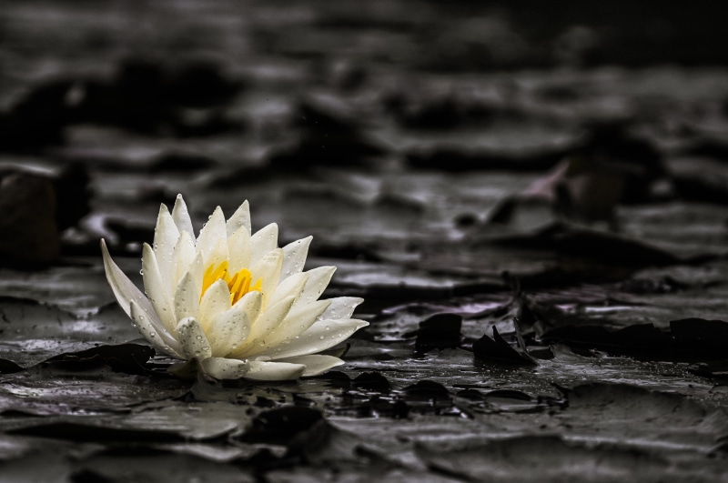 beauty In Nature, Lily  flower, rainy day, yellow, white, blossom, close-up, water, Japan, outdoors, freshness, Lily  white, pond, petal, lily, plant, Water Lily