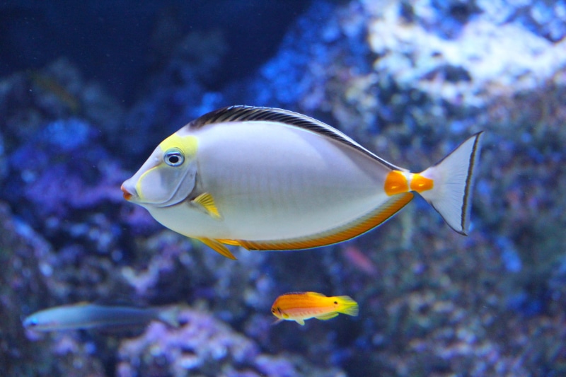 coral, wildlife, nature, animals in captivity, pet fish, beautiful fish, fish, singapore, marine, sea Life, animal wildlife, blue, swimming, transparent