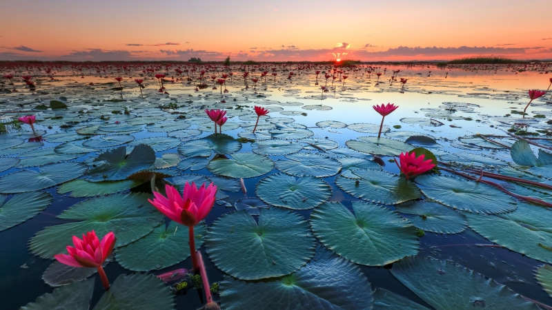 floating on water, dang, talay, flower, water, udon, nature, sky, bua, fragility, lotus water lily, plant, leaves, no people, freshness, lily