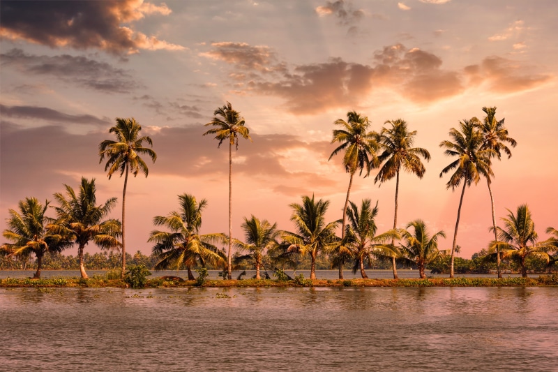 tropical tree, kumarakom, houseboat, nature, water, outdoors, coconut palm tree, non-urban scene, scenics - nature, growth, tranquil scene, orange color