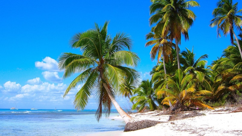 tranquility, holiday, palms, water, scenics - nature, palm tree, tropical tree, land, 1080P, blue, nature, arecales, sky, ocean, horizon over water, palm