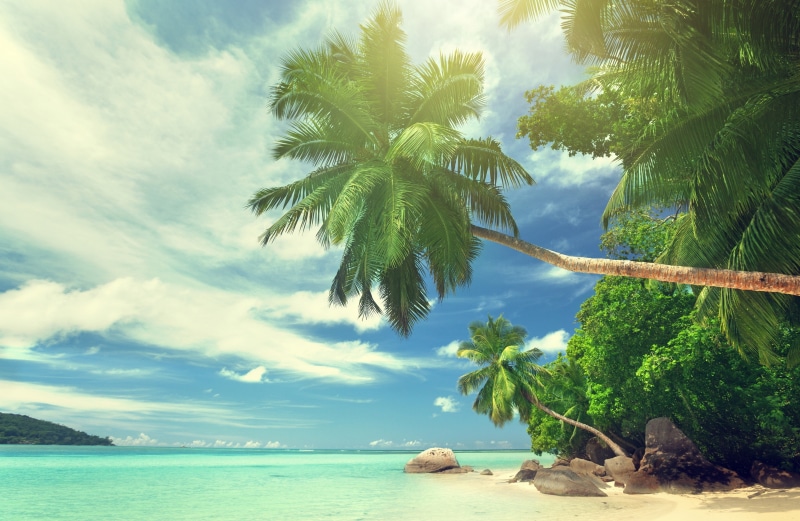 horizon over water, tree, sea, tranquility, coconut palm tree, water, palm trees, beach, growth, coconut, no people, beauty in nature, cloud - sky, idyllic