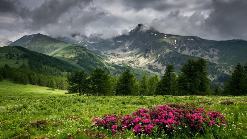 highland, wildflowers, spring, cloudy, 1080P, field, rain clouds, wildflower field, meadow, mountain