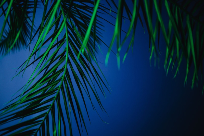 trees, coconut Palm Tree, green Color, tranquility, sago palm, backgrounds, plant part, illumination, tropical, frond, day, abstract, color, sky, summer