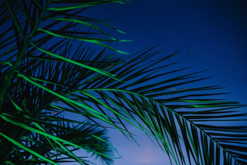 palm trees, palm, palm leaf, tropical, trees, growth, green, coconut Palm Tree, night, color, summer, leaf, clear sky, close-up, illumination, tree, nature