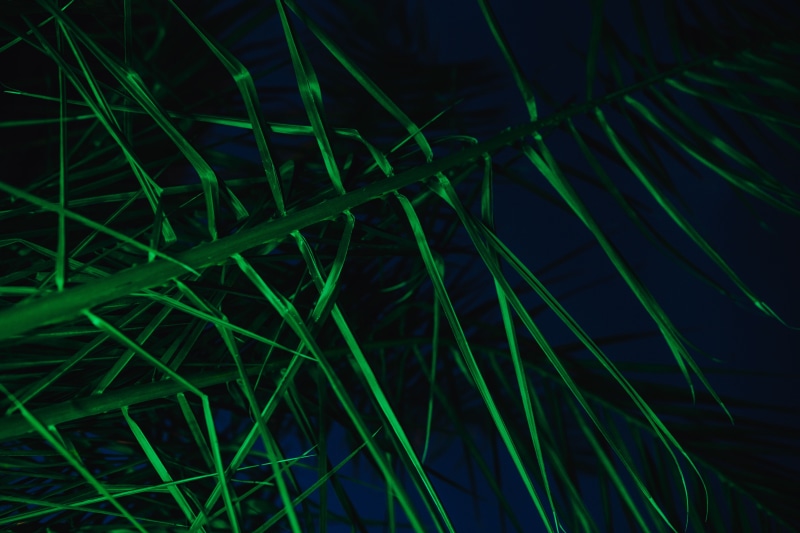 palm trees, outdoors, palm leaf, leaf, detail, trees, blade of grass, color, pattern, night, leaves, illumination, day, sago palm, tropical, grass, palm
