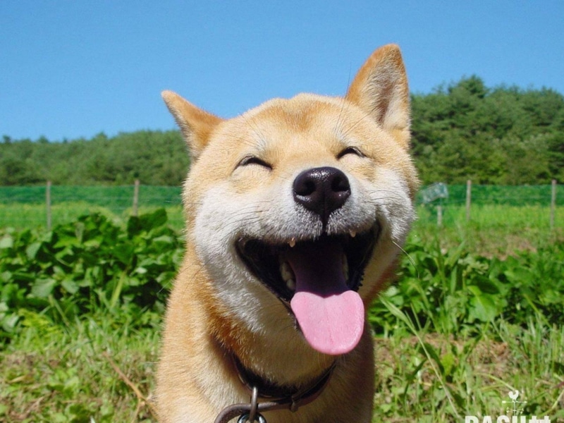 1080P, Shiba Inu, Dogs