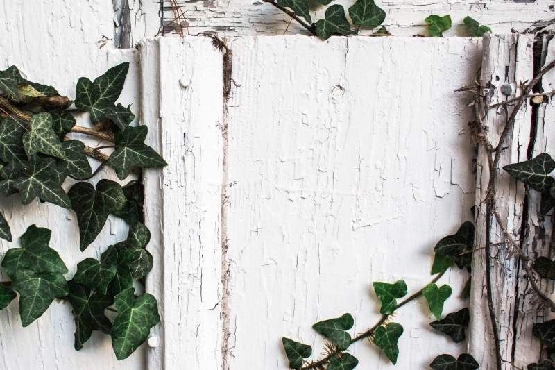 leafed, still life, nature, freshness, wood - material, barn, plant part, vintage, shallow, minimalism, overgrown, food and drink, leaf, green color, mint leaf - culinary
