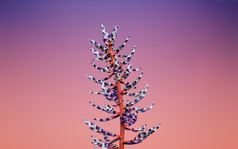 no people, blue, apple, flower, nature, 2K, indoors, hd, plant, iphone, branch, colored background, pink background, vibrant color, multi colored