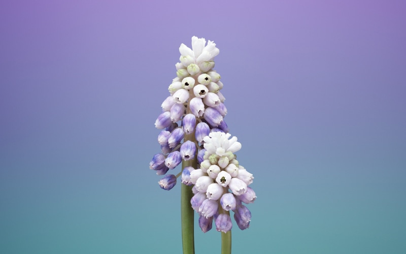 lilac, iphone, flower arrangement, outdoors, plant, day, springtime, blue background, copy space, 2K, colored background, clear sky, fragility