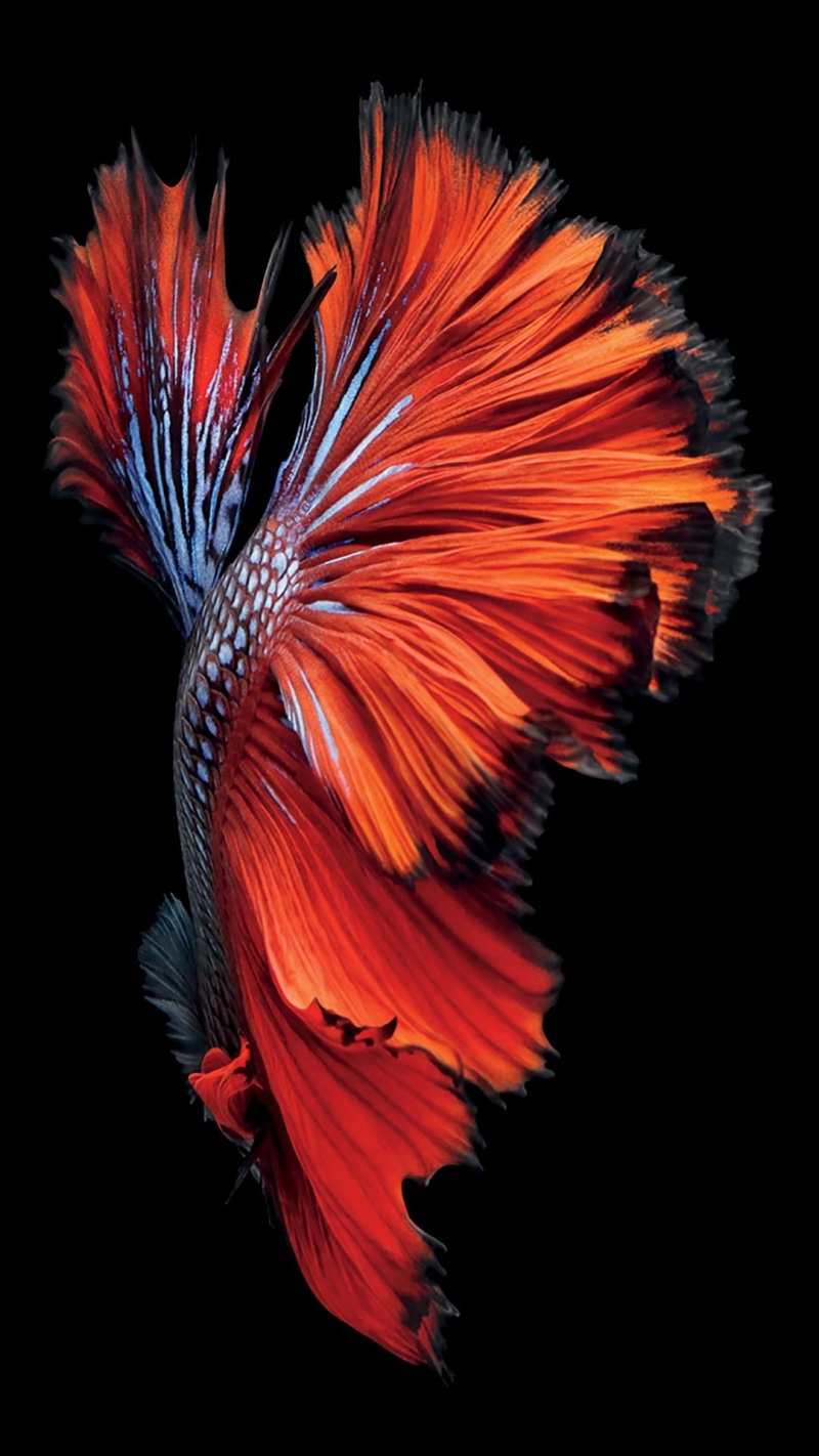 gray, iPad, fighting, fish, red, multi colored, 1080P, tail fin, flower head, animal, beauty in nature, Siamese fighting fish, butterfly - insect
