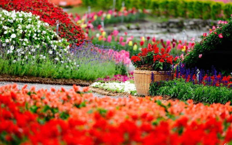nature, 1080P, color, baskets, garden, flower head, multi colored, growth, freshness, environment, plant, gardening, colorful, botany, flower, flowerpot