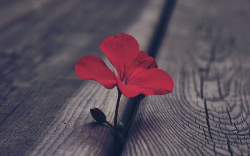 no People, macro, nature, red, day, flower, plant, symbol, gift, fragility, leaf, selective focus, petaled, outdoors, springtime, single Flower, inflorescence