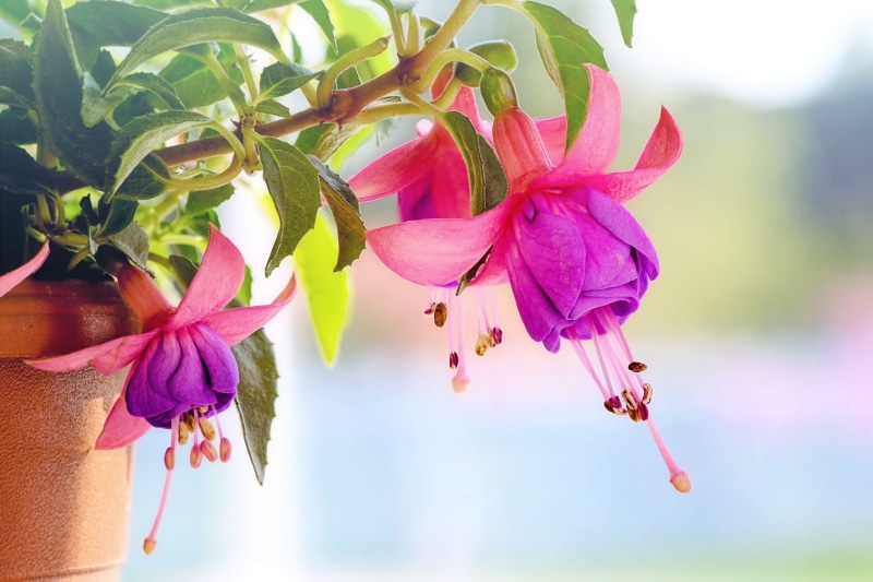 blooming, inflorescence, spring, freshness, tree, plant part, petaled, vulnerability, floral, petal, flower, pink, focus on foreground, plant, macro, no people